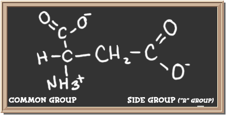 Structure of the amino acid aspartic acid