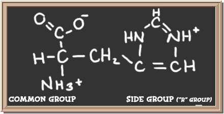 Structure of the amino acid histidine