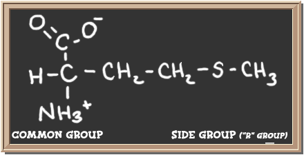Structure of the amino acid methionine