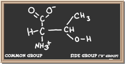 Structure of the amino acid threonine