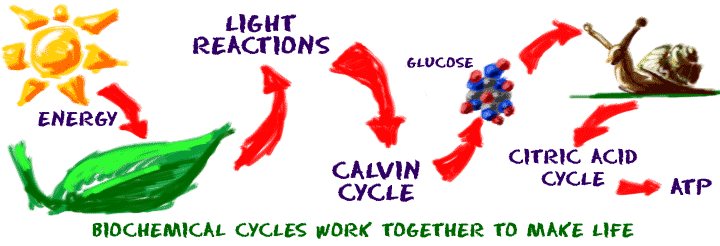 Biochemical cycles work together to make life.