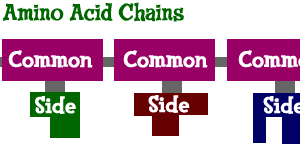 Chains of amino acids