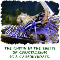 The chitin in the shells of crustaceans is a carbohydrate.