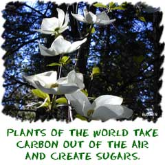 plants of the world take carbon out of the air and make sugars