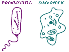Prokaryotic and Eukaryotic organisms