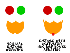 Activators help make enzymes more efficient
