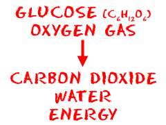 Using glucose to create energy