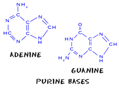 Nucleic acids - Purines